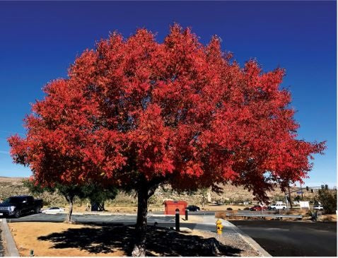 Shade Trees