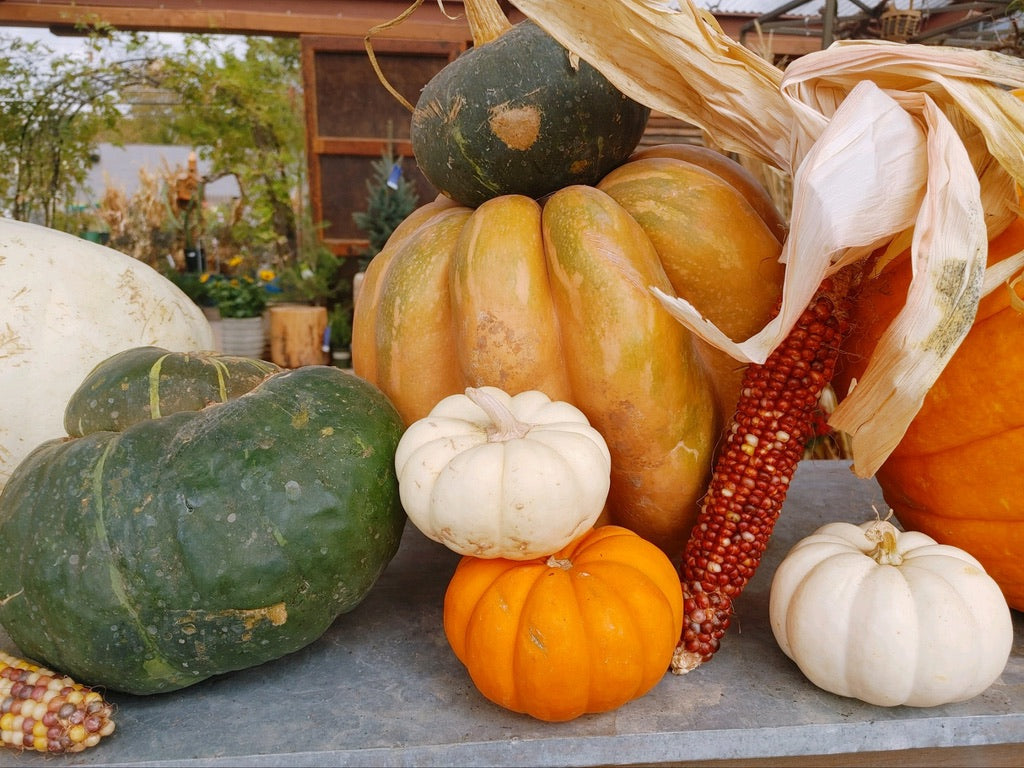 Pumpkins and Gourds