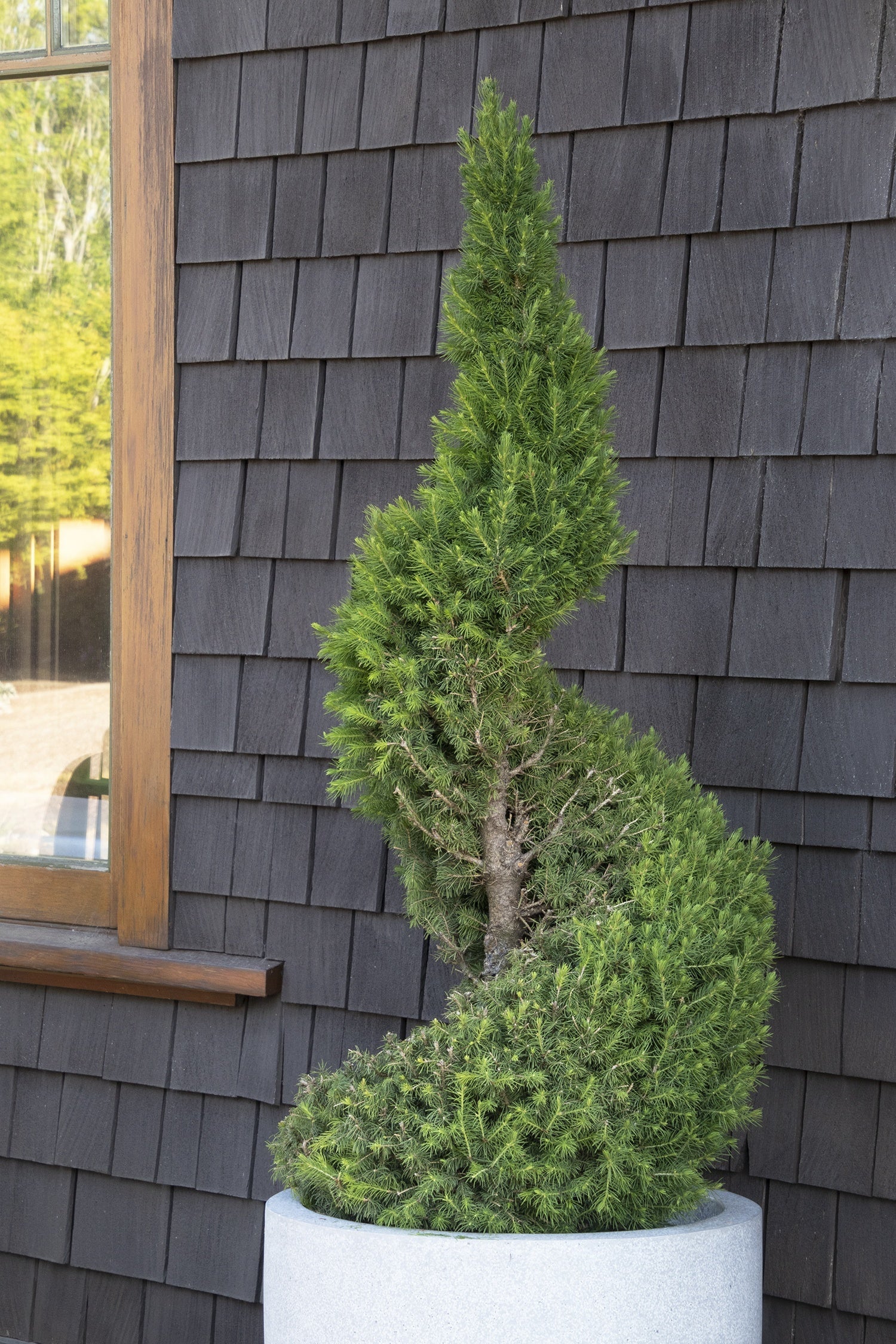 Evergreen Trees & Shrubs