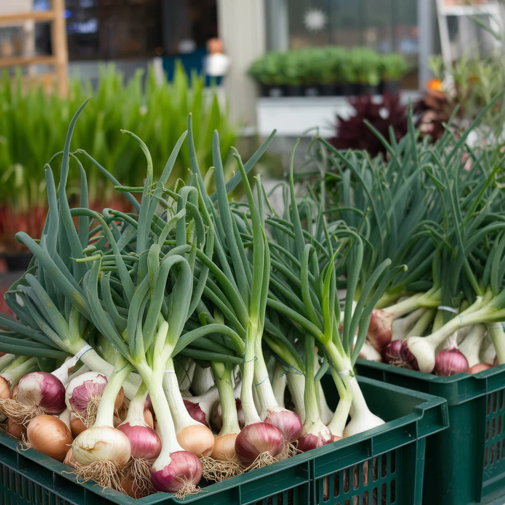 Onion Plants