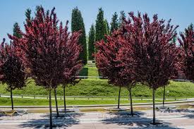 Ornamental Trees