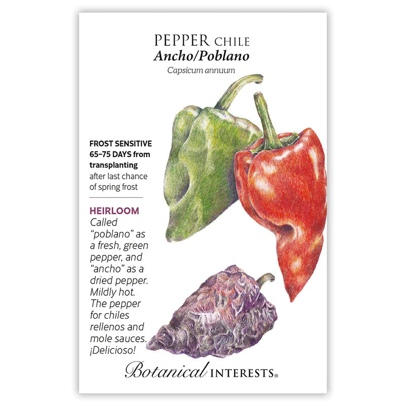 Pepper Chile Ancho / Poblano