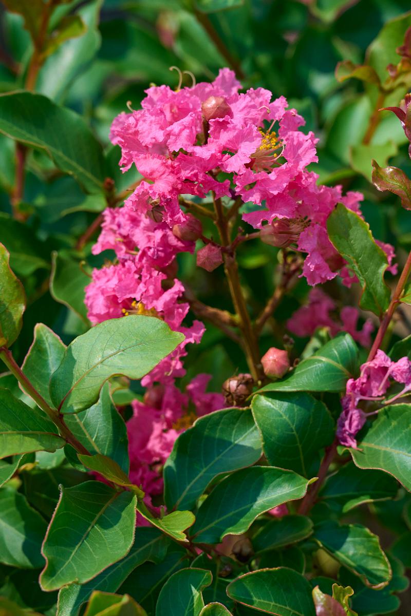 Tuscarora Crepe Myrtle