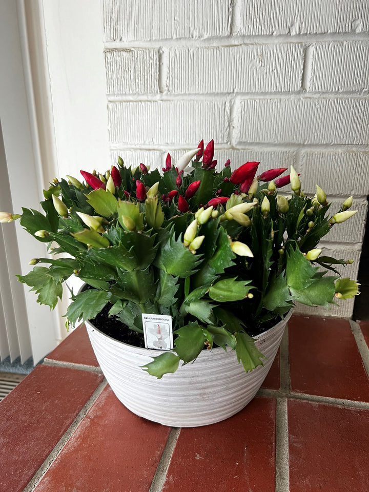 CHRISTMAS CACTUS