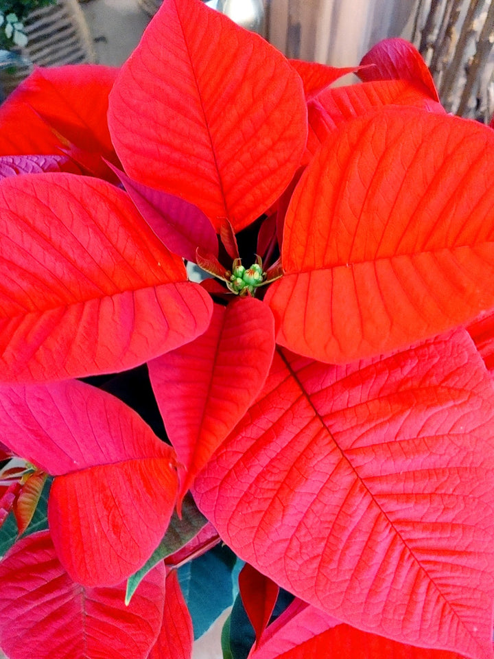 Poinsettia