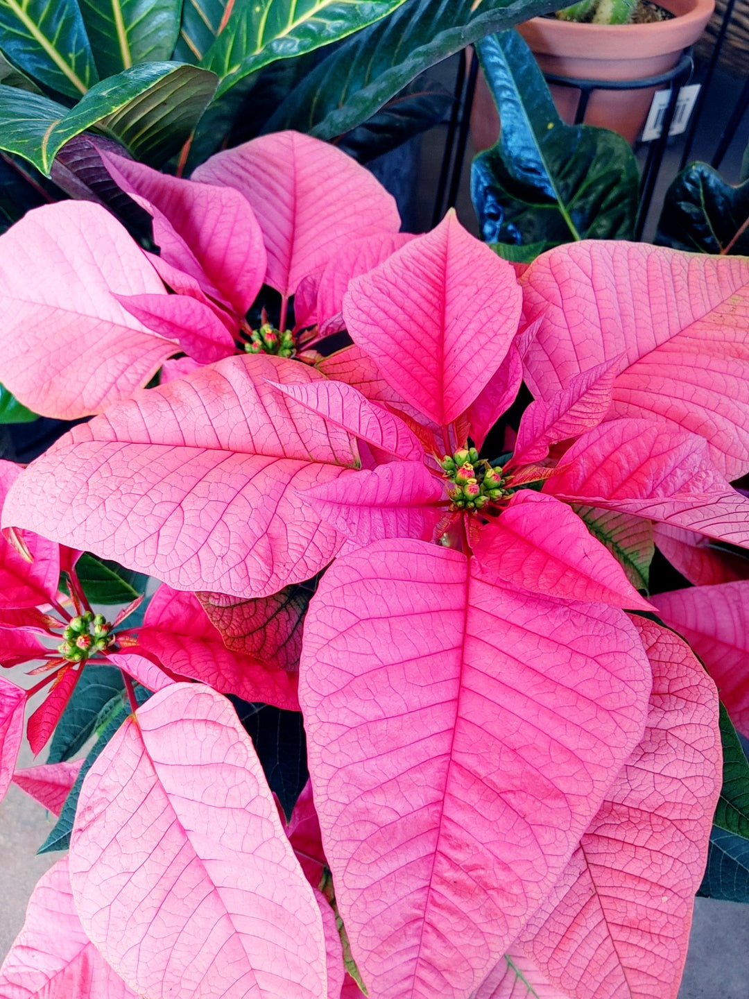 Poinsettia