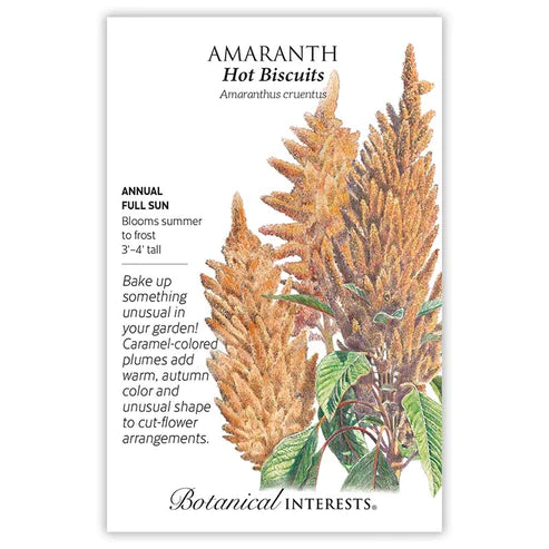 AMARANTH HOT BISCUITS