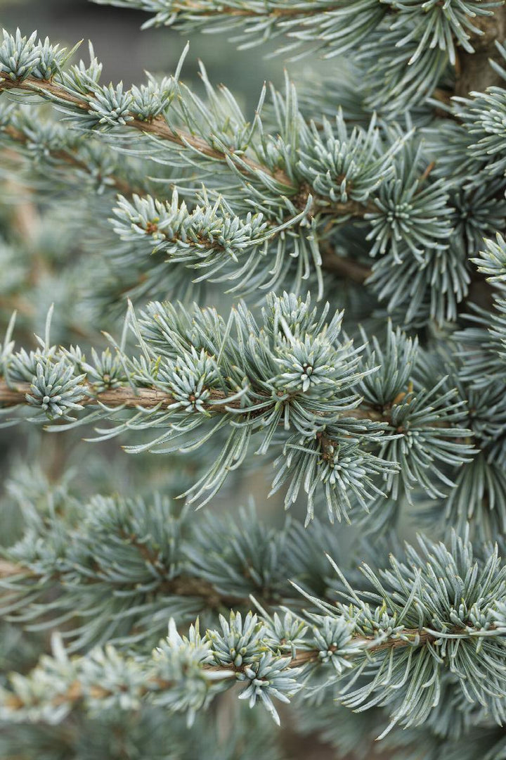 BLUE ATLAS CEDAR