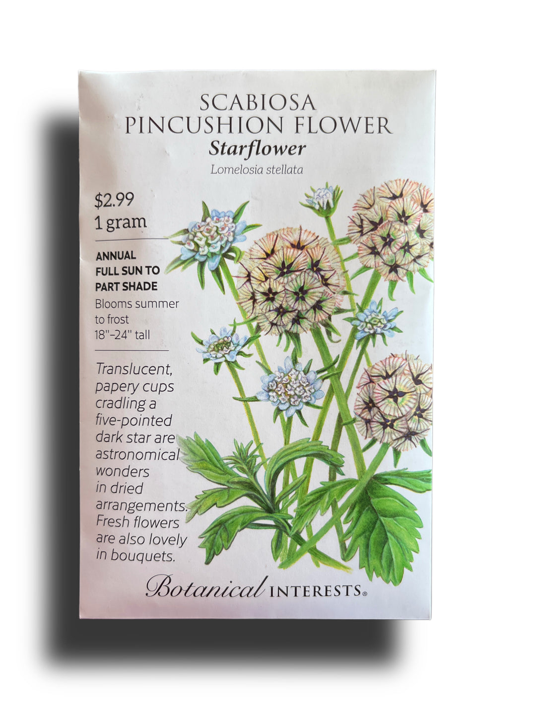 Scabiosa Pincushion Starflower