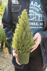 ROSEMARY HOLIDAY TREE