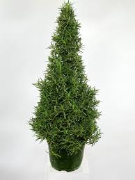 ROSEMARY HOLIDAY TREE