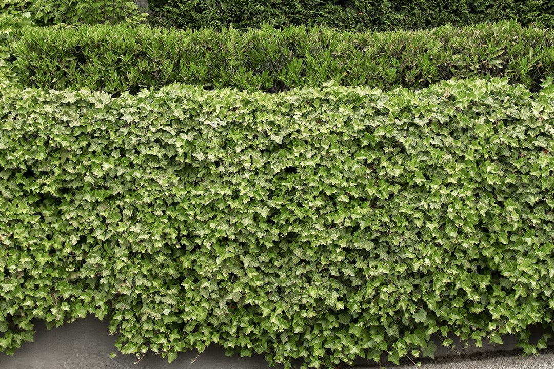 English Ivy, Hedera helix