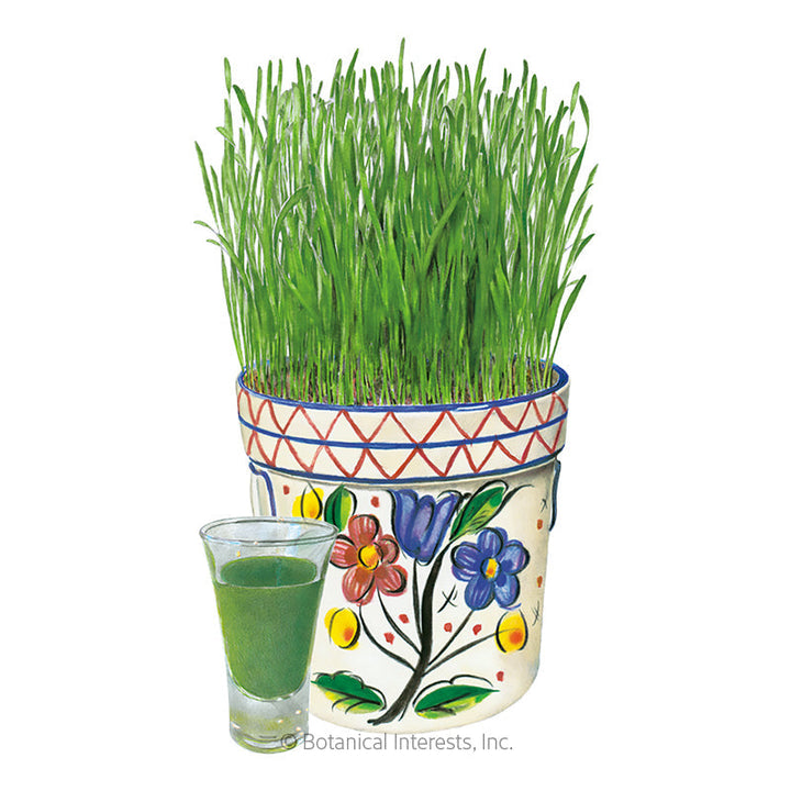 Wheatgrass Juice Common Wheat Org