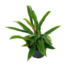 Philodendron Narrow