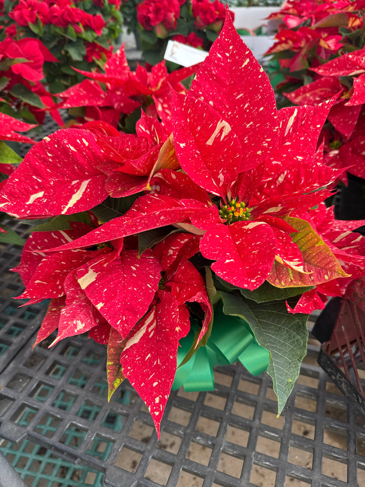 Poinsettia