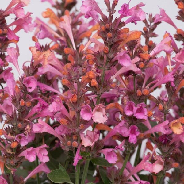 Agastache Poqui Oran / Honeysticks Sandstone