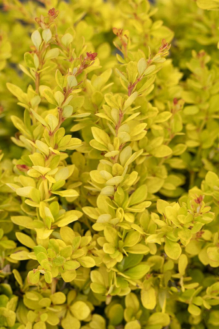 Golden Nugget™ Dwarf Japanese Barberry