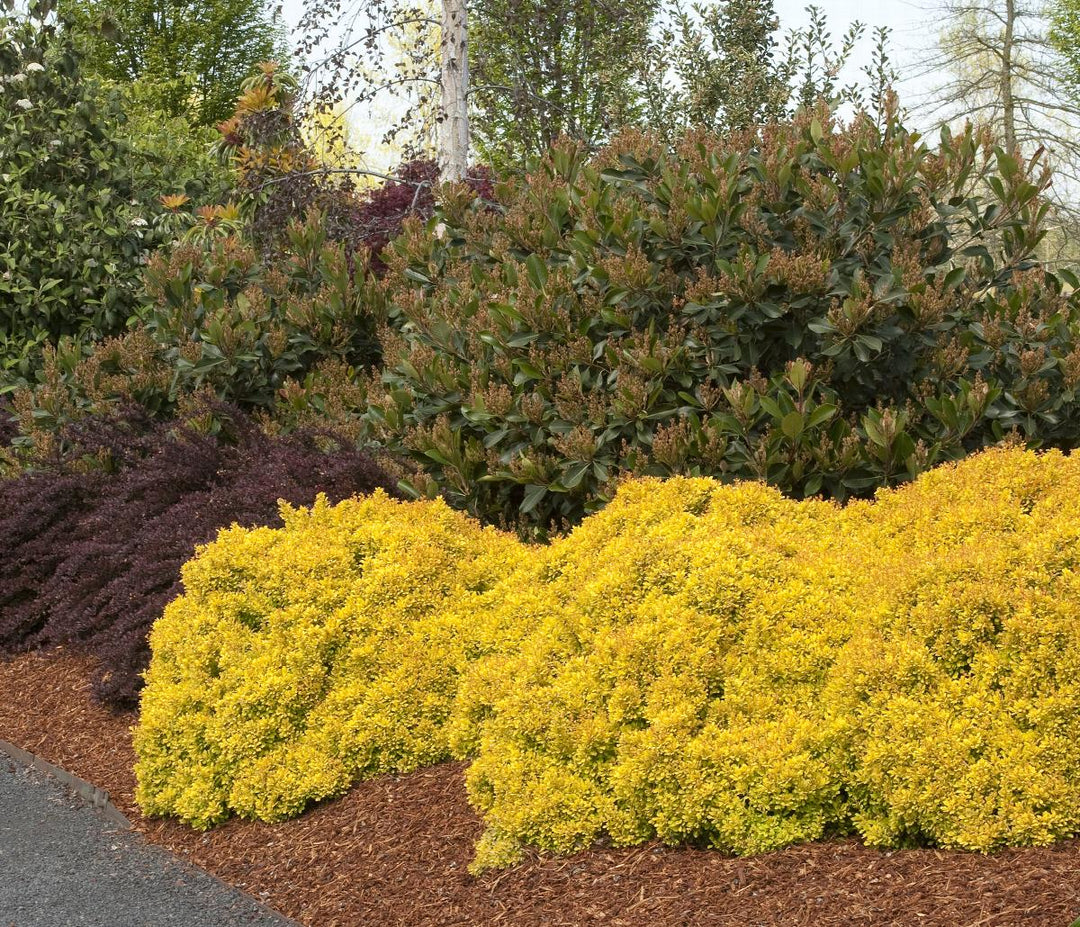 Golden Nugget™ Dwarf Japanese Barberry