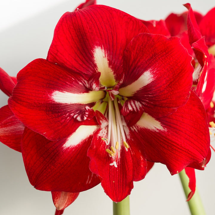 Hippeastrum (Amaryllis) Barbados Bulb