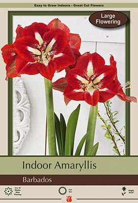 Hippeastrum (Amaryllis) Barbados Bulb