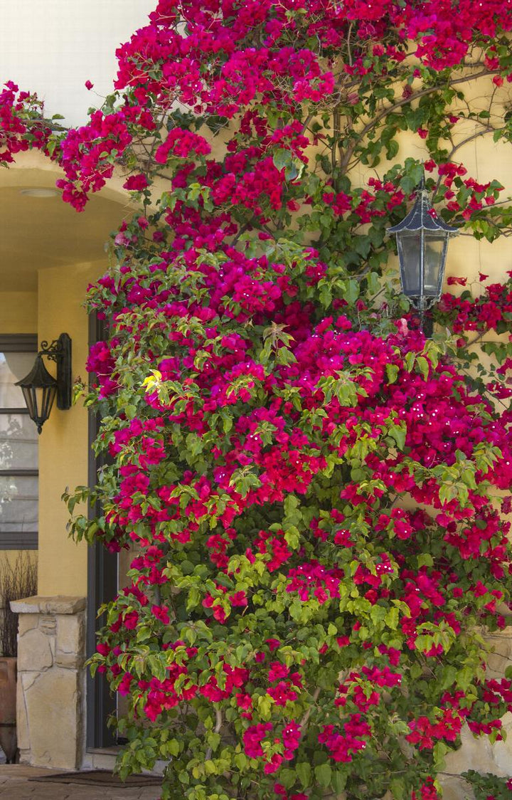 Barbara Karst Bougainvillea