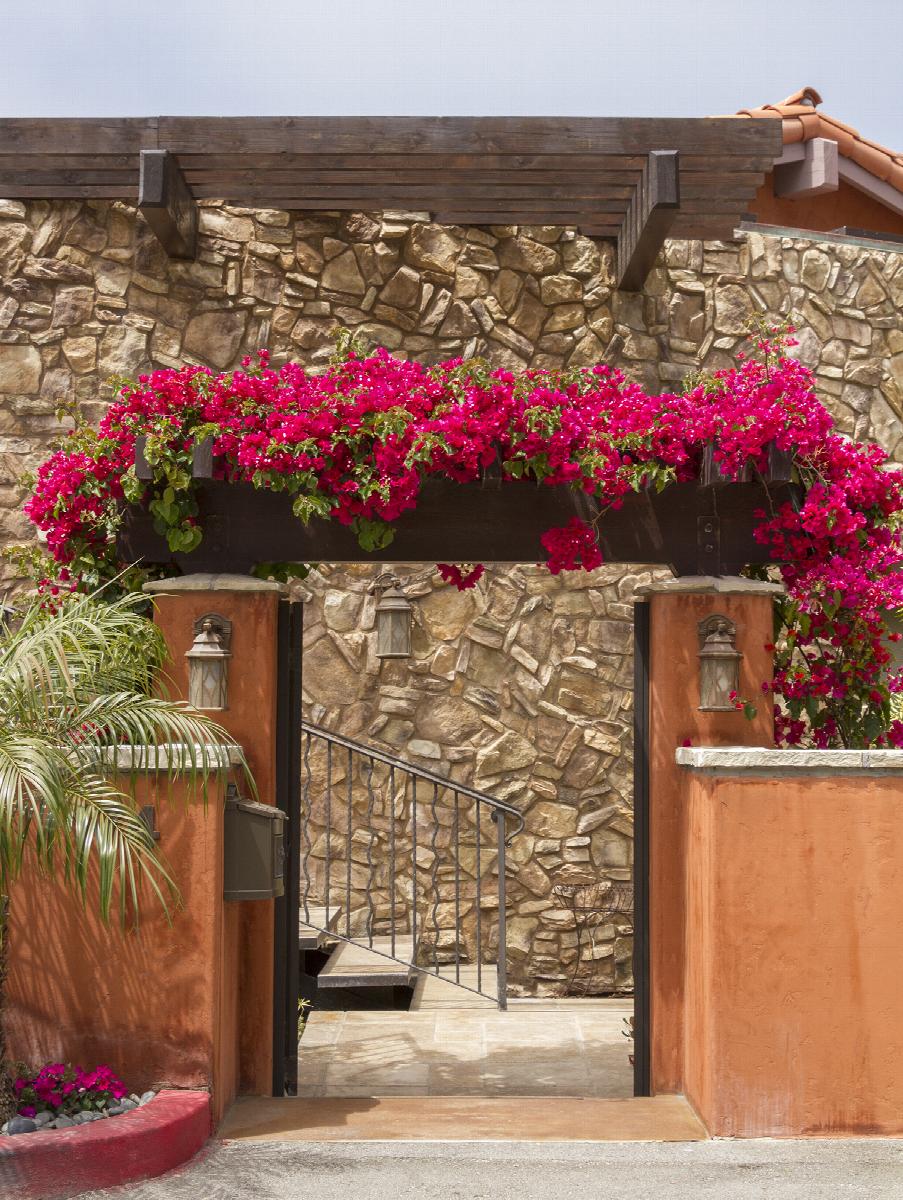 Barbara Karst Bougainvillea