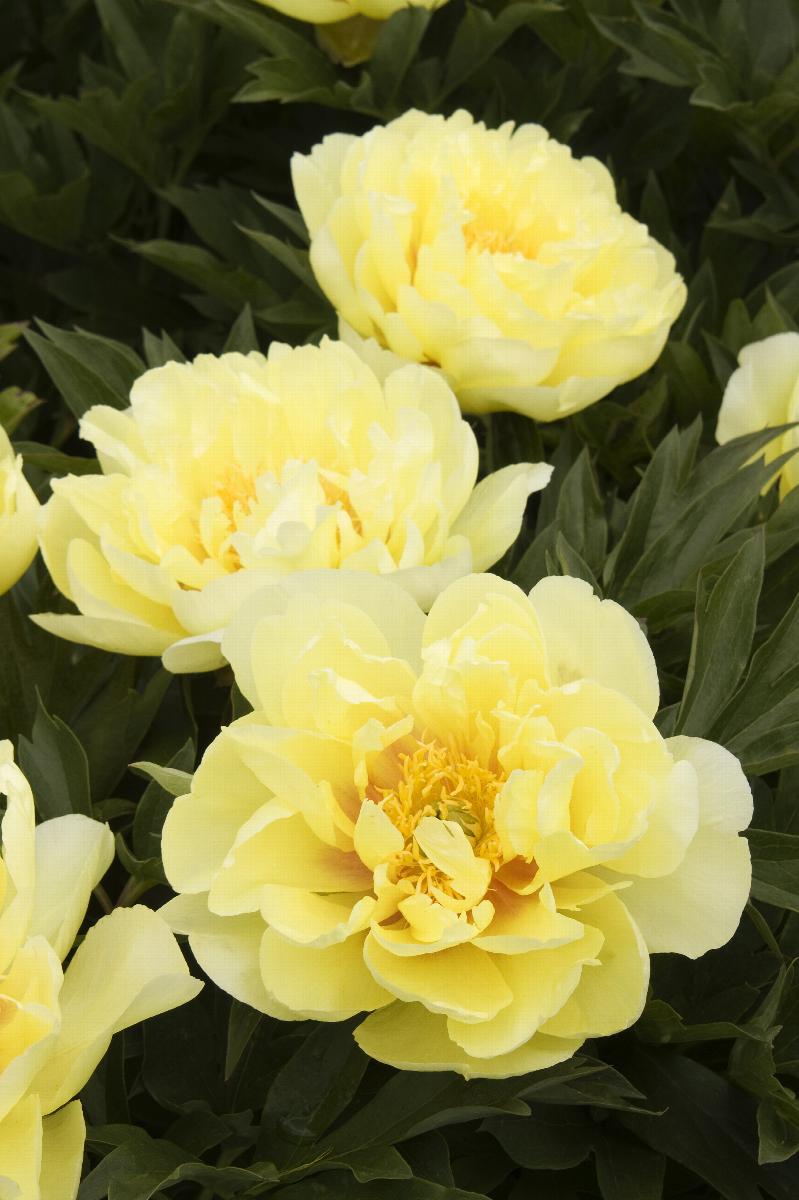 Bartzella Itoh Peony