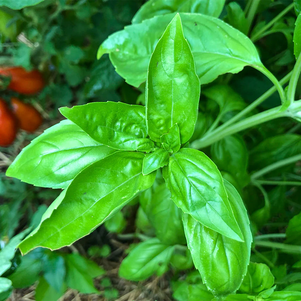 Basil Green Sweet Italian