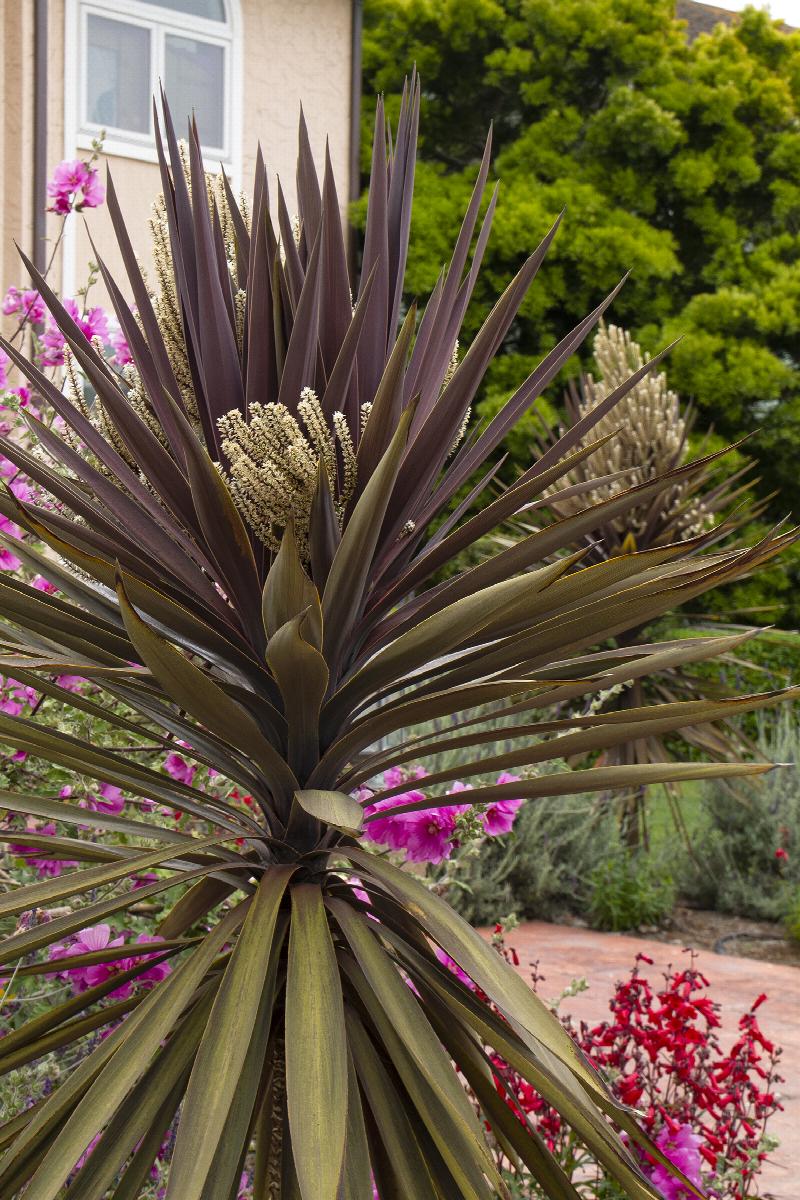 Bauer's Cordyline Draceana