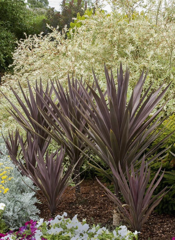 Bauer's Cordyline Draceana