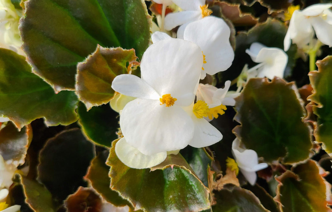 Begonia Bronze