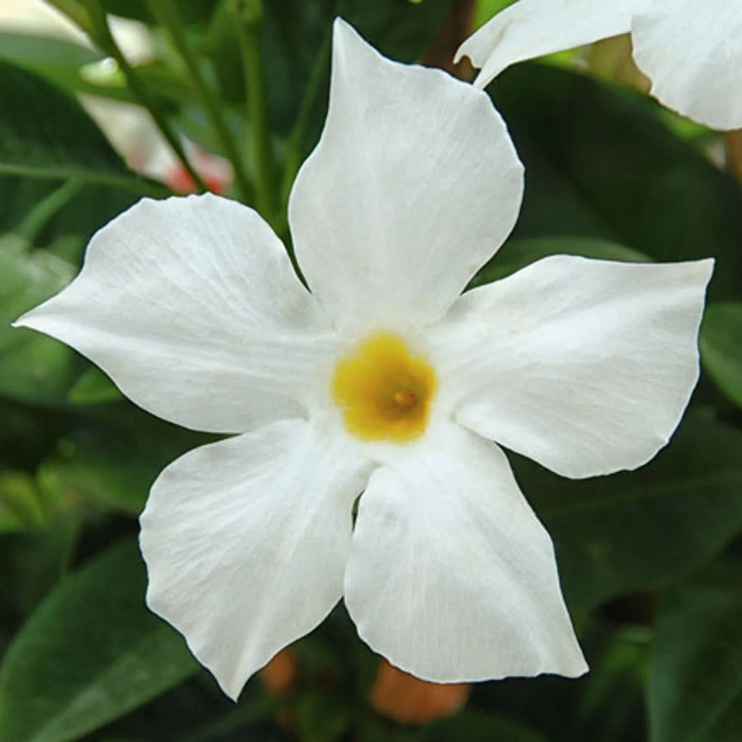 White Mandevilla