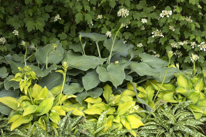 Blue Angel Hosta