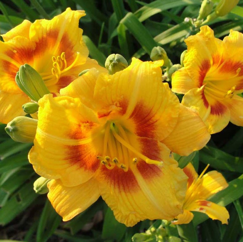 Day Lily Hemerocallis