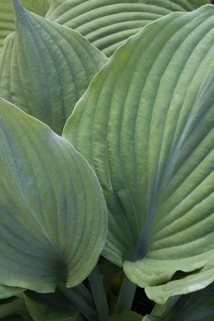 Blue Angel Hosta