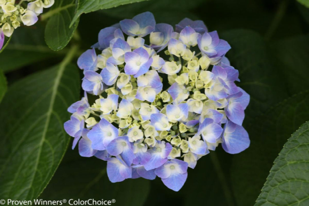 Hydrangea Florist