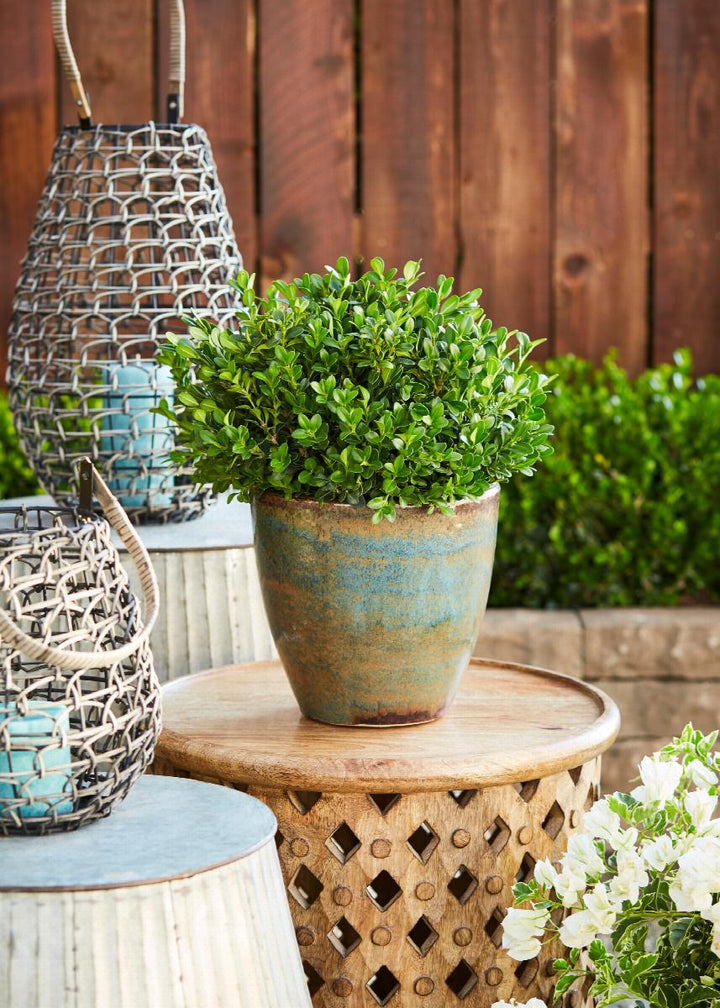 Green Beauty Boxwood