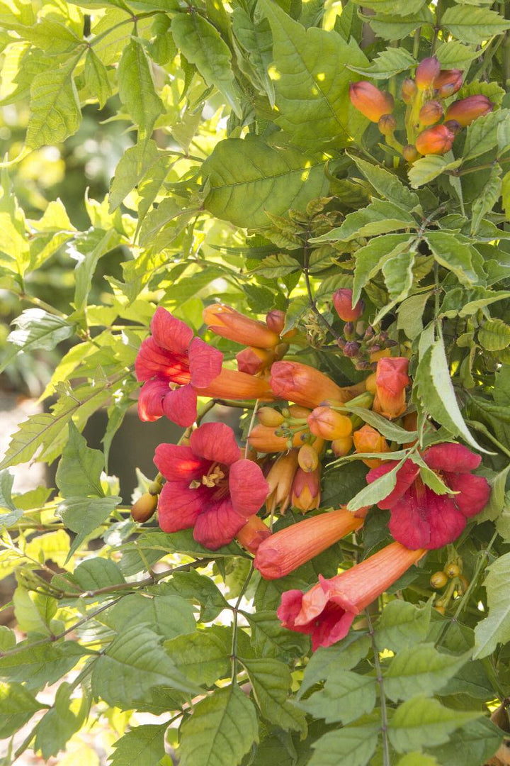 Balboa Sunset® Trumpet Vine