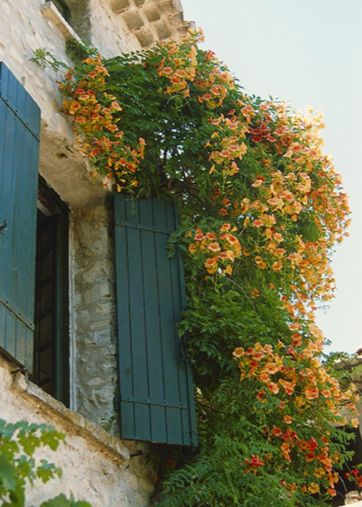 Yellow Trumpet Vine