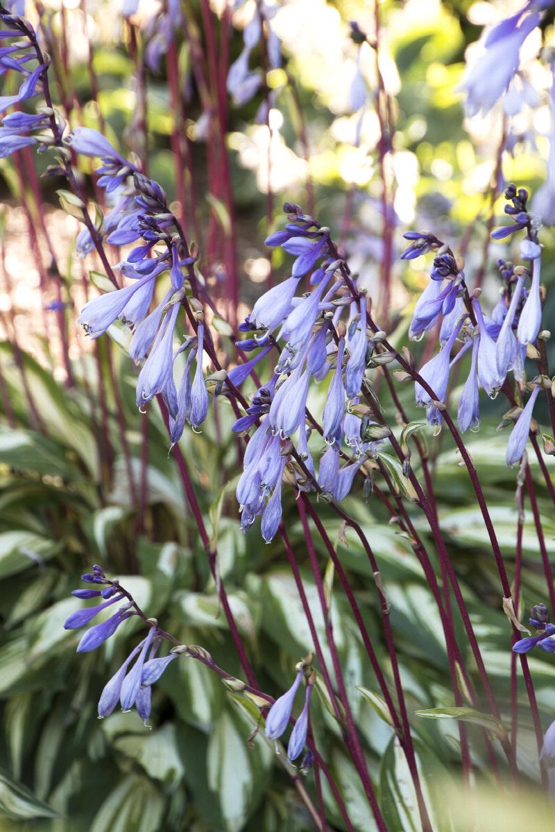 Cherry Berry Hosta