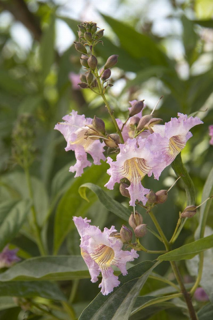 'Pink Dawn' and 'Morning Cloud' Chitalpa