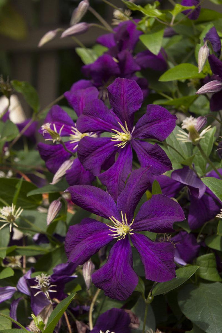 Jackman Clematis