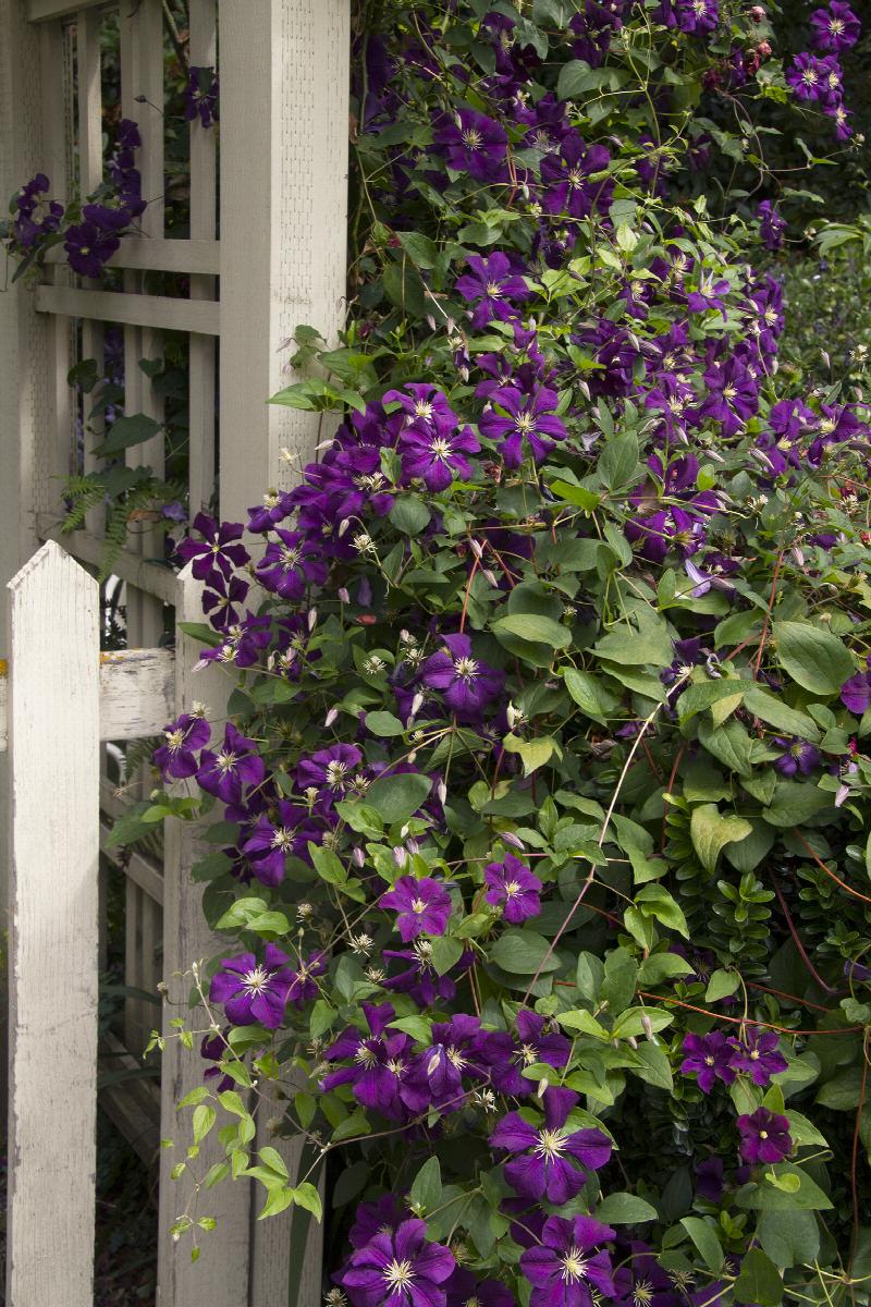 Jackman Clematis