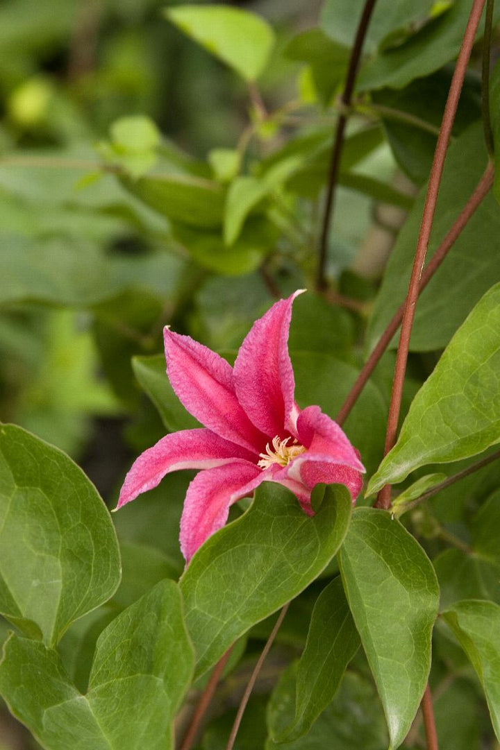 Clematis texensis 'Princess Diana'