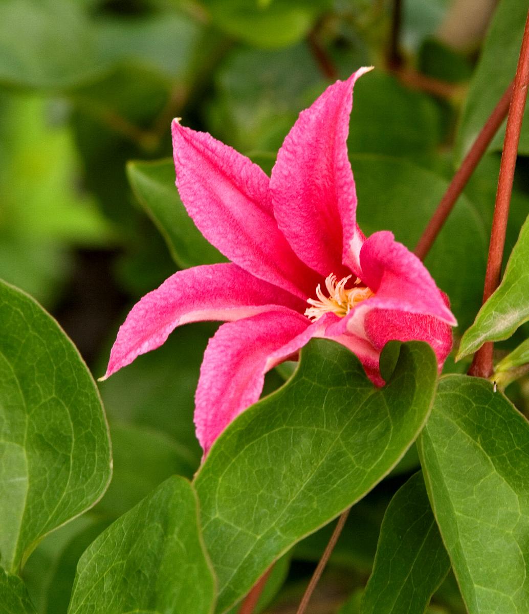 Clematis texensis 'Princess Diana'