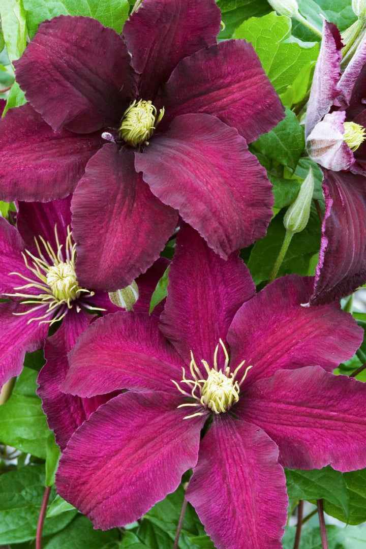 Clematis x 'Niobe'