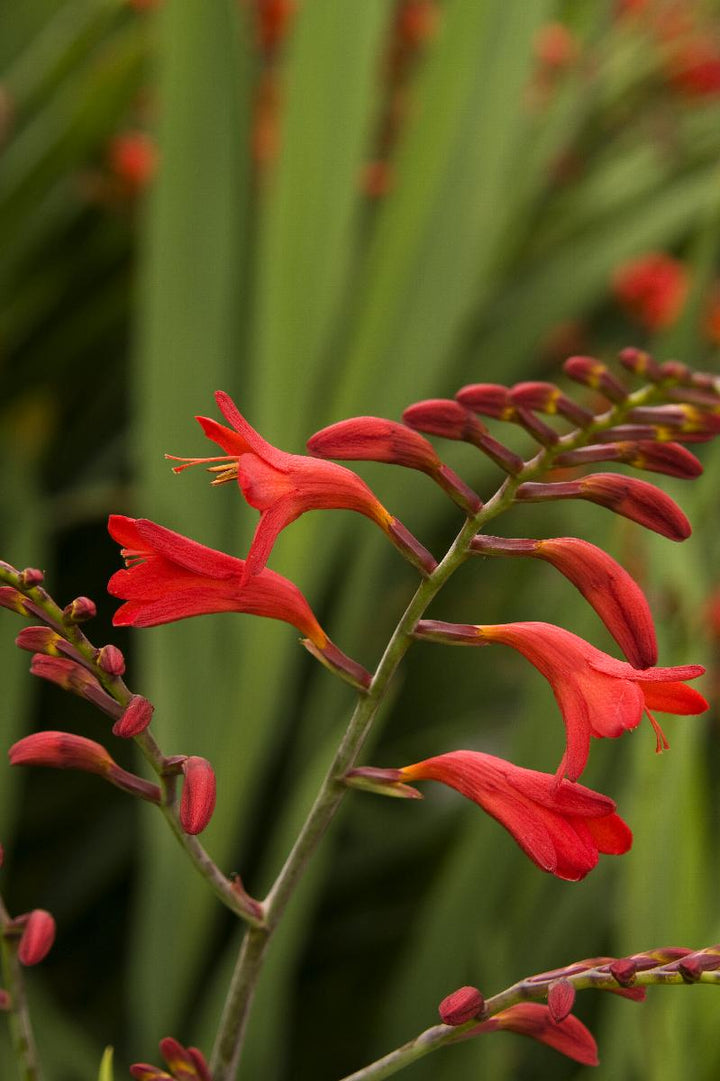 Emberglow Montbretia