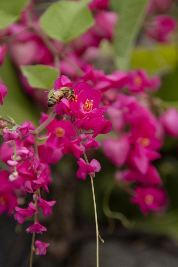 Coral Vine