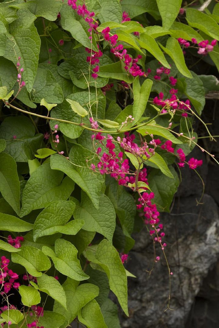 Coral Vine