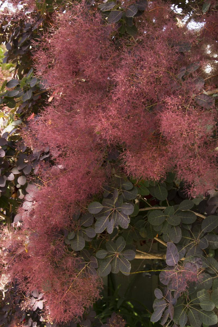 Royal Purple Smoke Tree